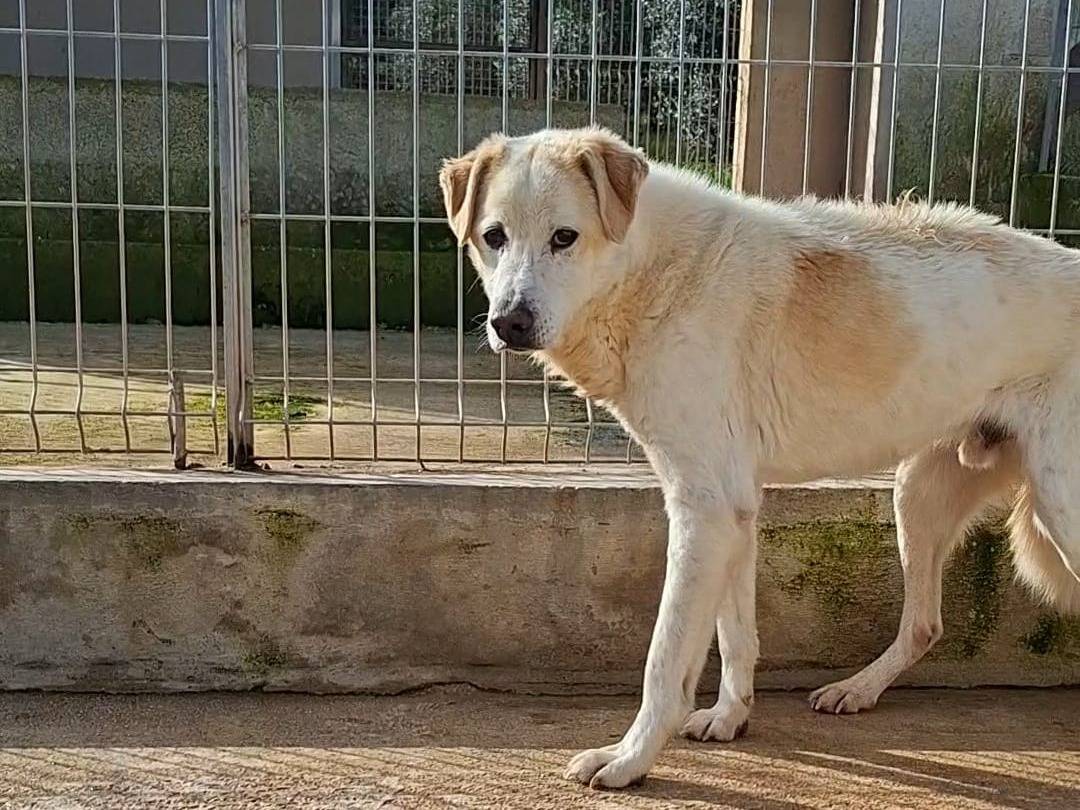Adotta un cane, taglia media, maschio, Bari