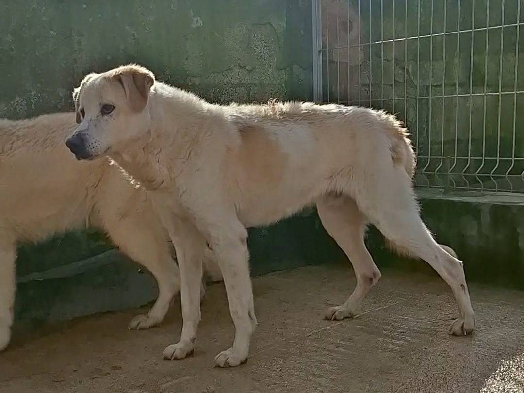 Vuoi adottare un cane a Bari?