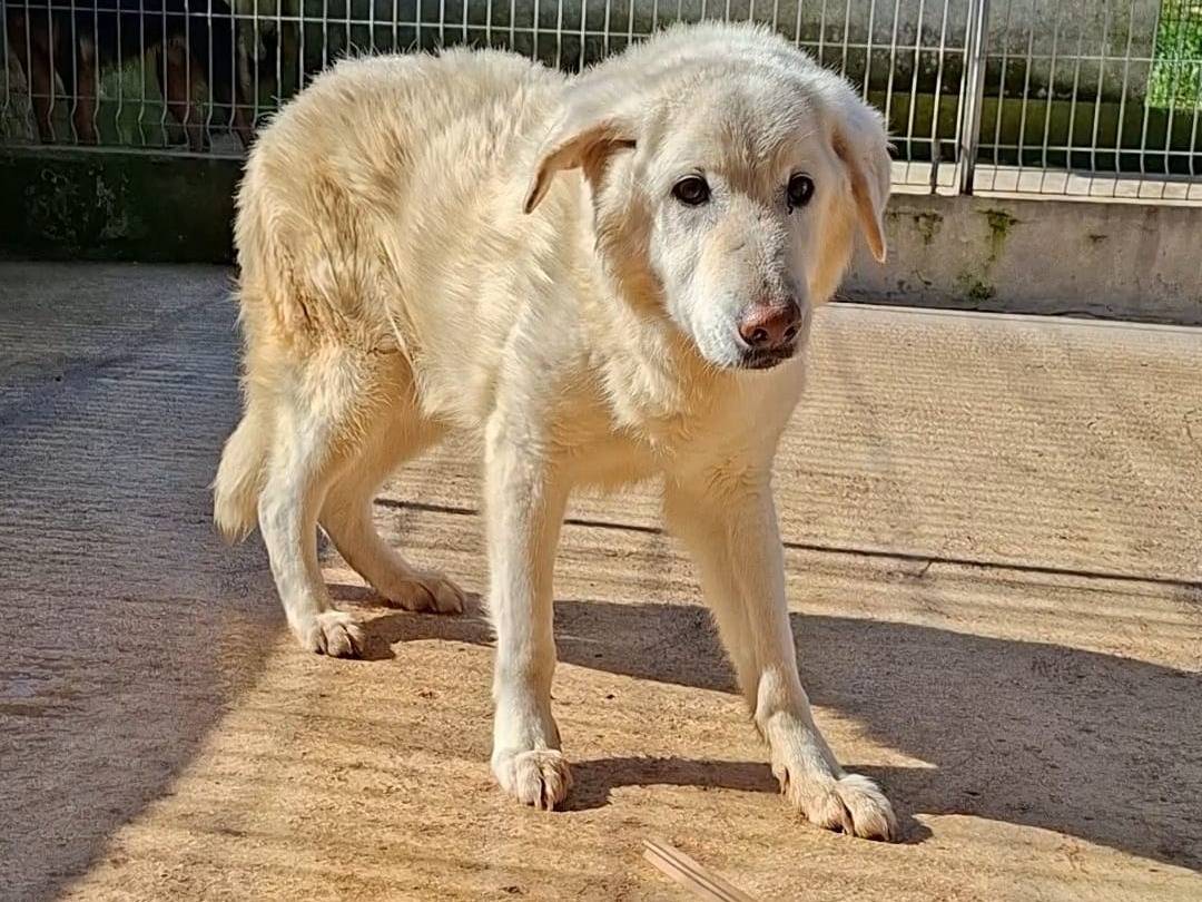 Adotta un cane, maschio, 13 anni e 1 mese, Bari