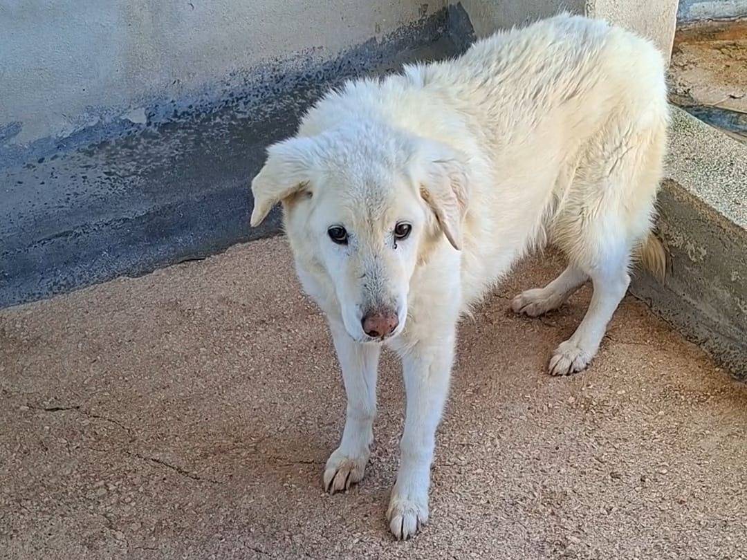 Adotta un cane, taglia media, maschio, Bari