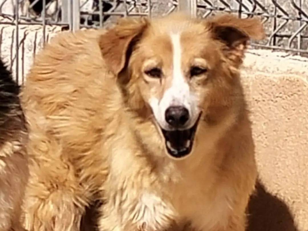 Adozione cane, maschio, Razza sconosciuta Razza sconosciuta, 12 anni e 6 mesi, taglia media, Bari