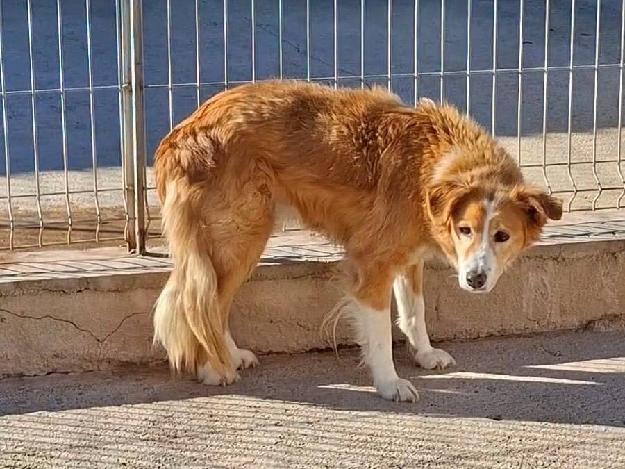 Adotta un cane, taglia media, maschio, Bari
