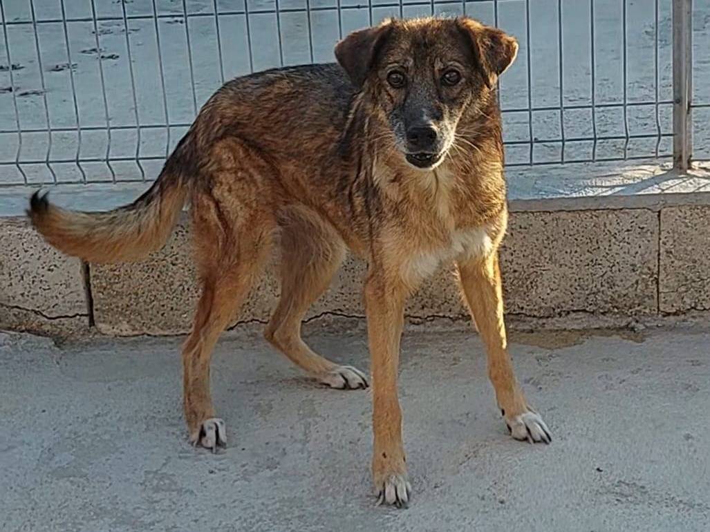 Adozione cane, femmina, Razza sconosciuta Razza sconosciuta, 11 anni e 10 mesi, taglia grande, Bari