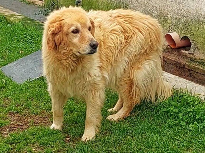 Adozione cane, maschio, Pastore maremmano Razza sconosciuta, 11 anni e 9 mesi, taglia grande, Bari