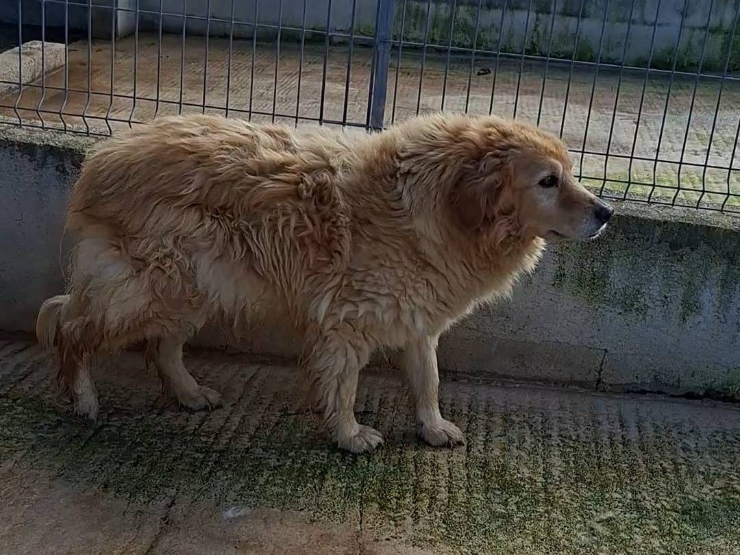Adotta un cane, maschio, 11 anni e 9 mesi, Bari