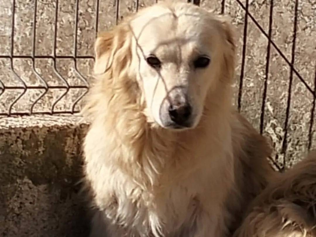 Adozione cane, femmina, Pastore maremmano Razza sconosciuta, 11 anni e 9 mesi, taglia grande, Bari