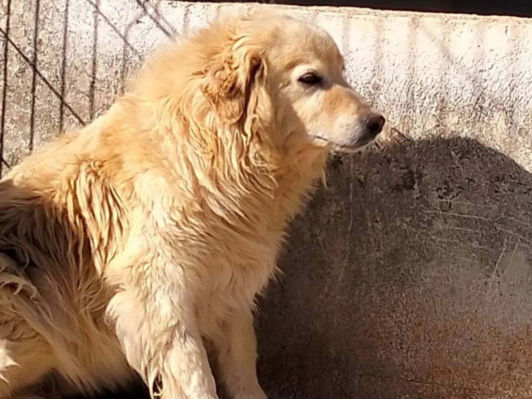 Adozione cane, maschio, Pastore maremmano Razza sconosciuta, 11 anni e 9 mesi, taglia grande, Bari