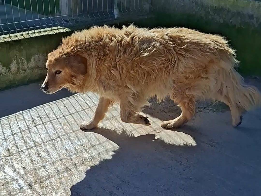 Adotta un cane, maschio, 11 anni e 9 mesi, Bari