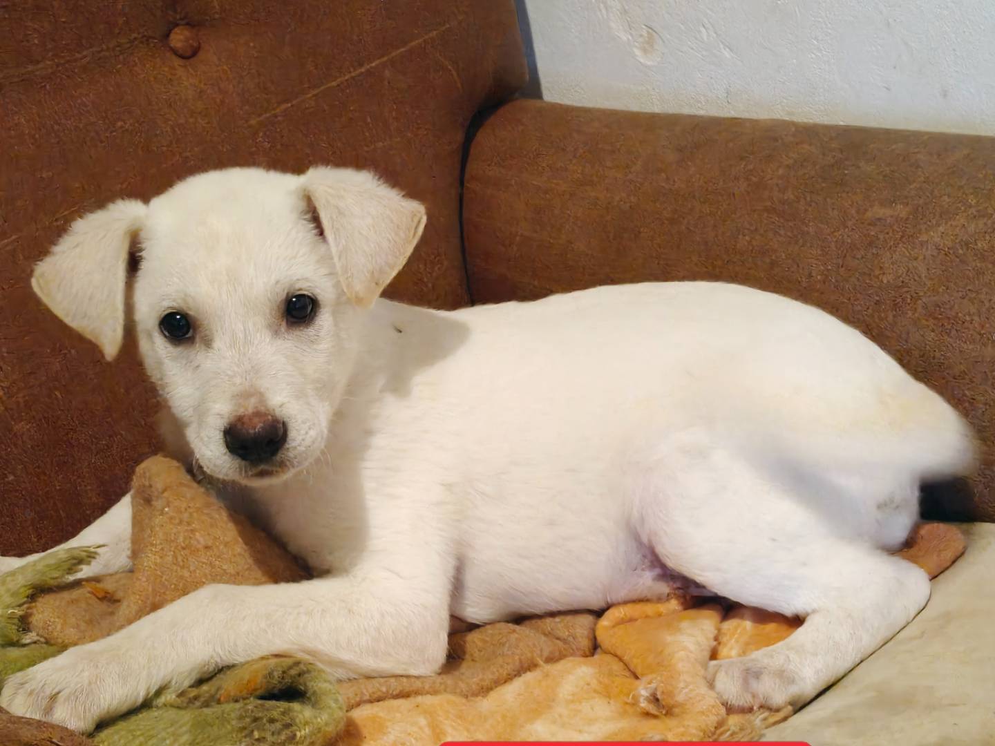 Adotta un cane, maschio, 2 mesi, Trapani