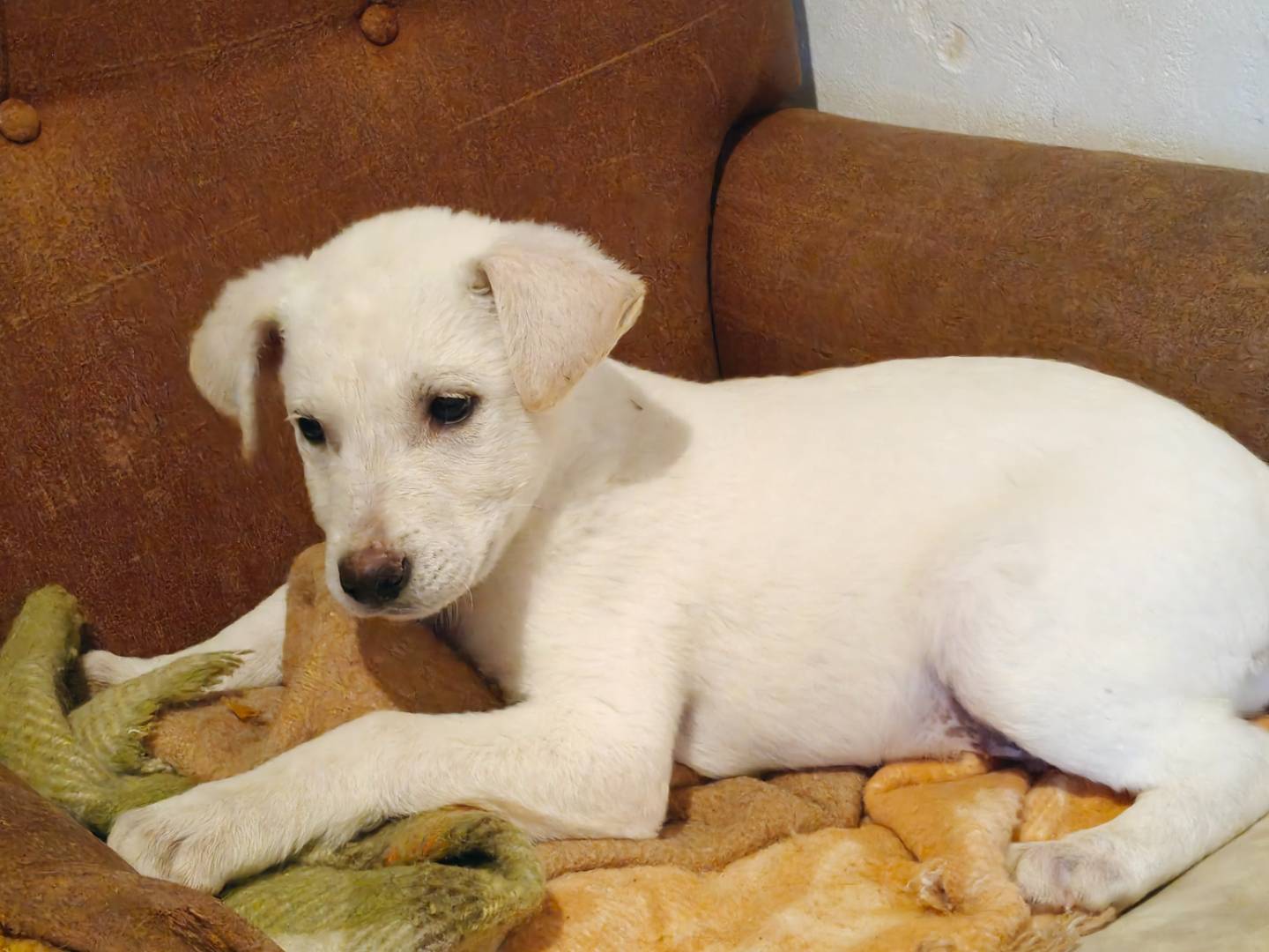 Adotta un cane, taglia piccola, maschio, Trapani