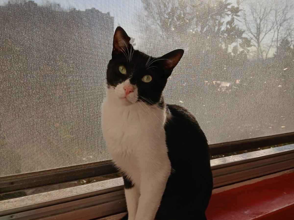 Adotta un gatto, maschio, 2 anni e 2 mesi, Milano