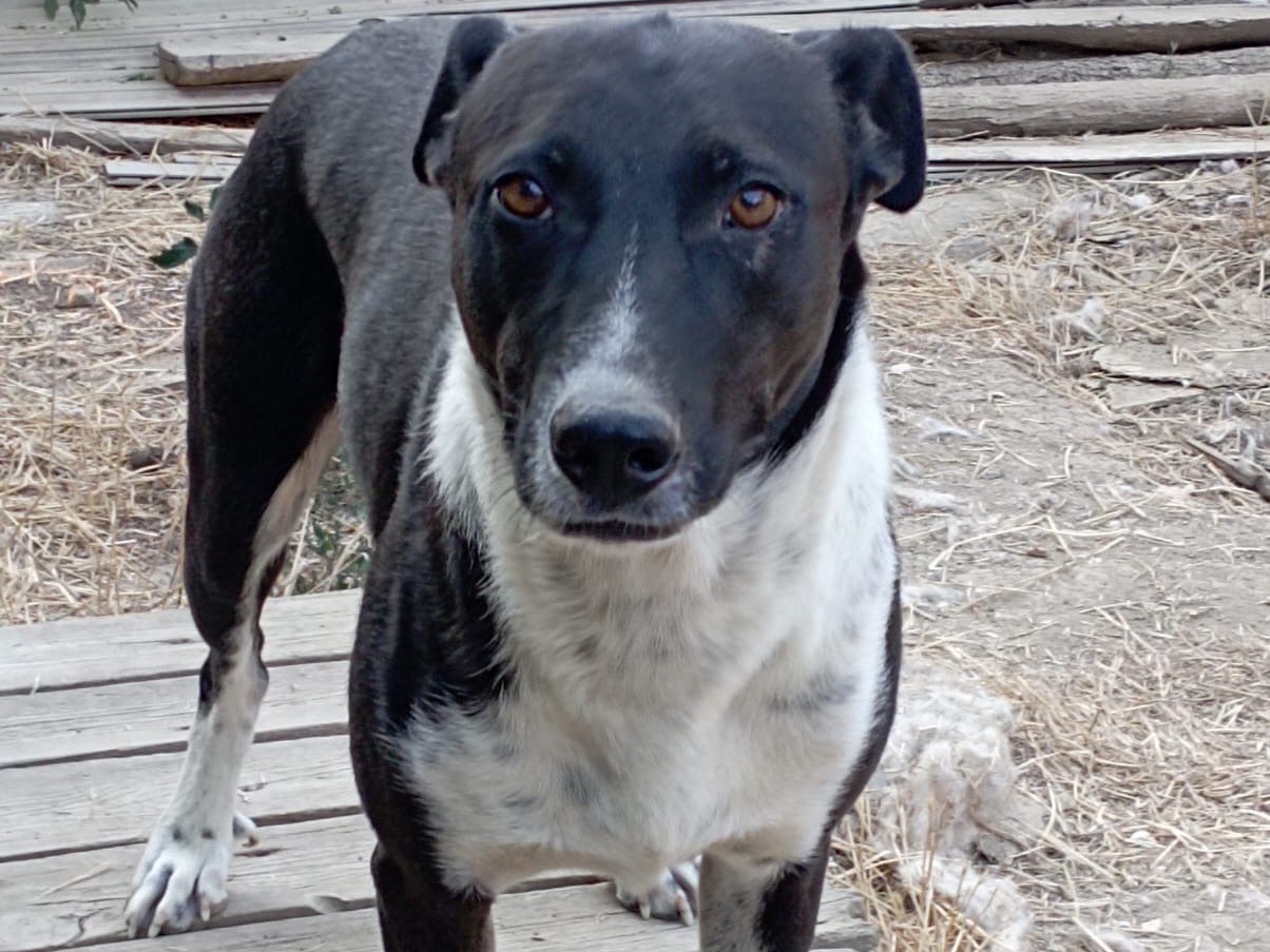 Vuoi adottare un cane a Viterbo?