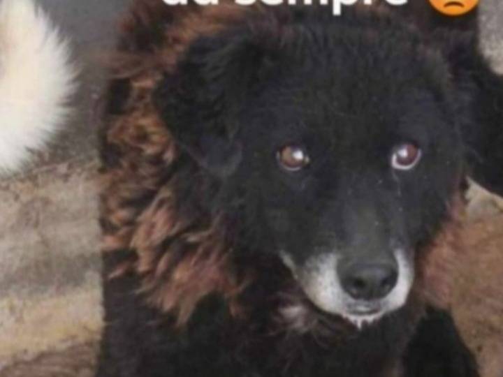 Adotta un cane, femmina, 10 anni e 5 mesi, Roma