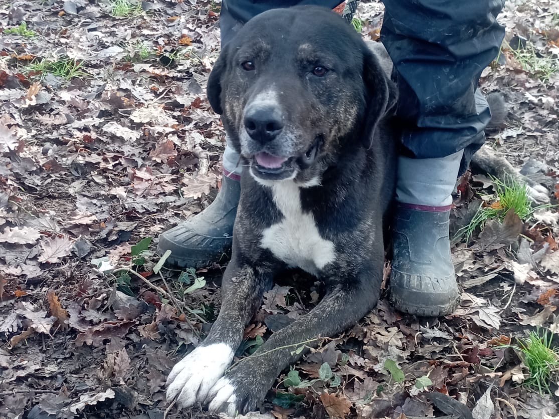 Adozione cane, maschio, Razza sconosciuta Razza sconosciuta, 3 anni e 11 mesi, taglia grande, Viterbo