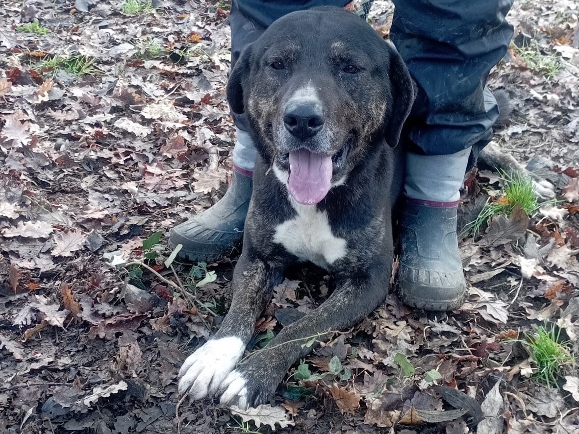 Adotta un cane, maschio, 3 anni e 11 mesi, Viterbo