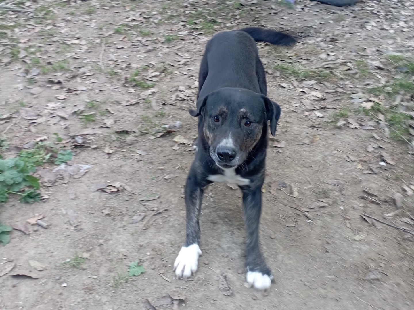 Adotta un cane, taglia grande, maschio, Viterbo