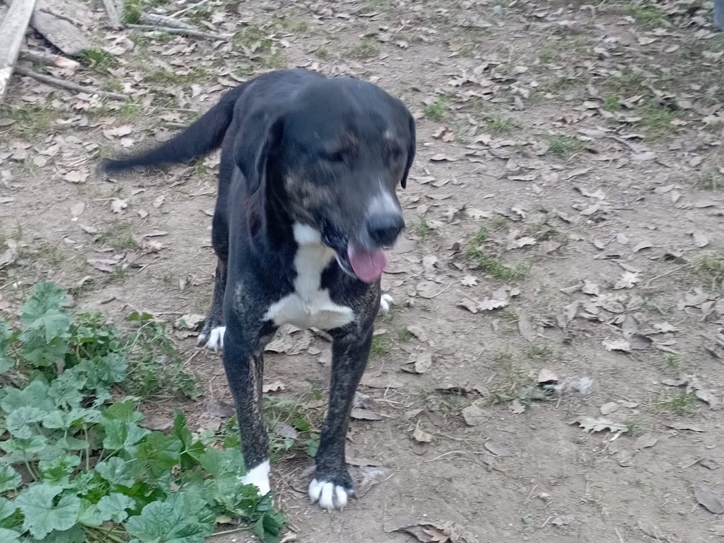 Vuoi adottare un cane a Viterbo?