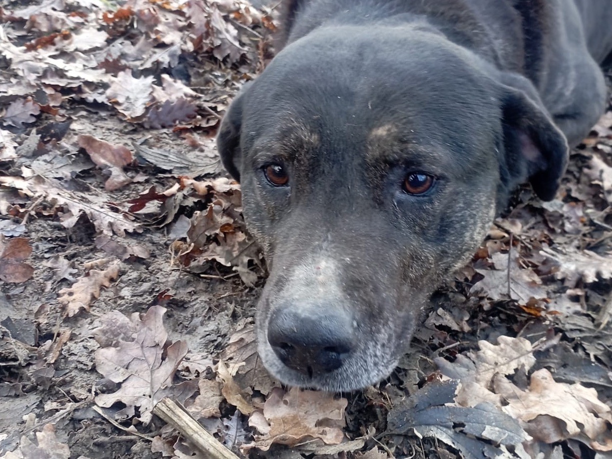 Adotta il cane Spike a Viterbo