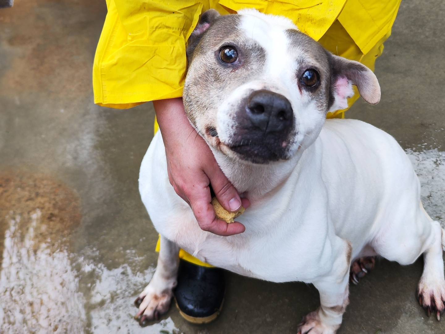 Adozione cane, femmina, Amstaff Razza sconosciuta, 8 anni e 1 mese, taglia media, Messina