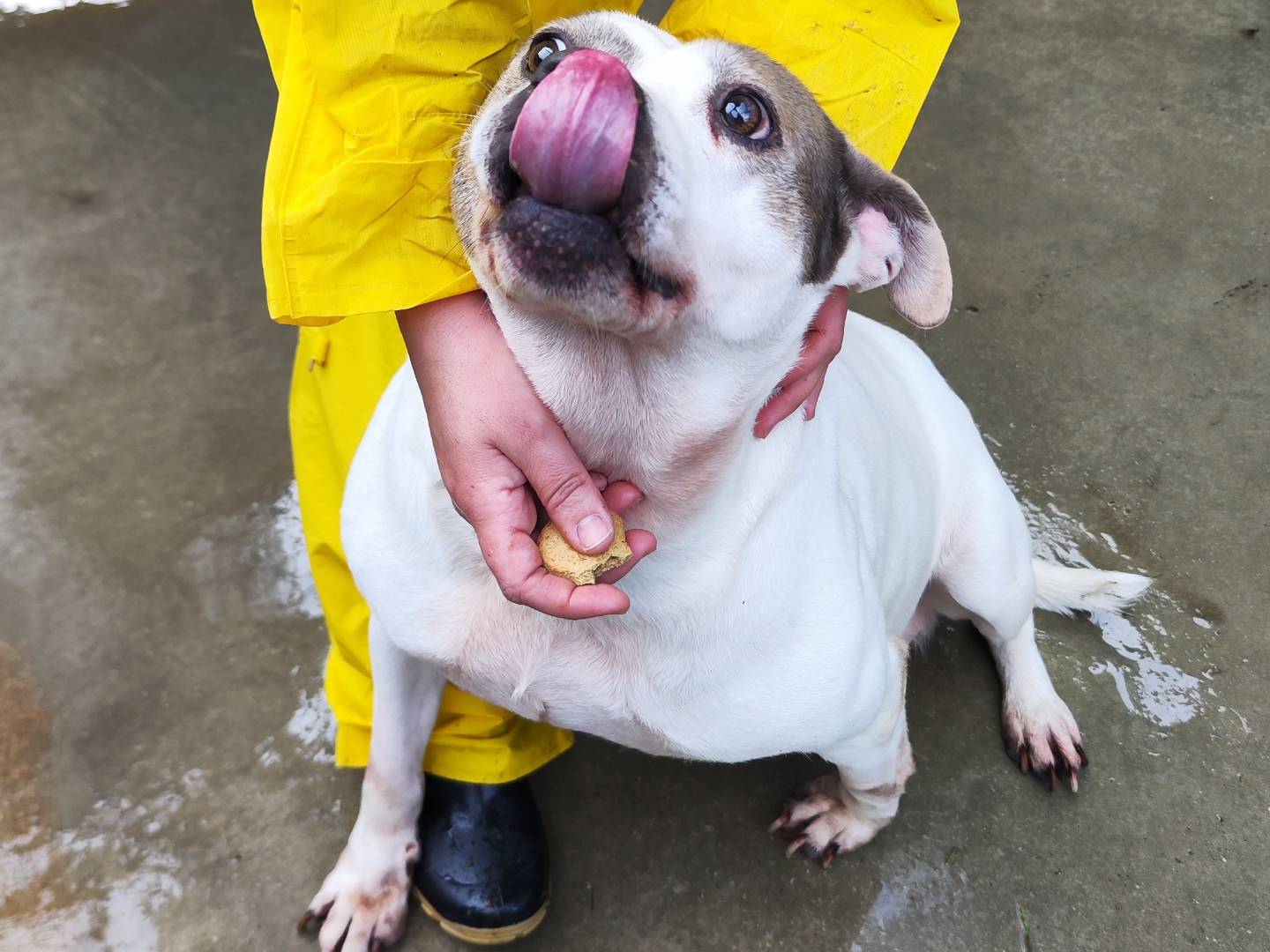 Adotta un cane, femmina, 8 anni e 1 mese, Messina