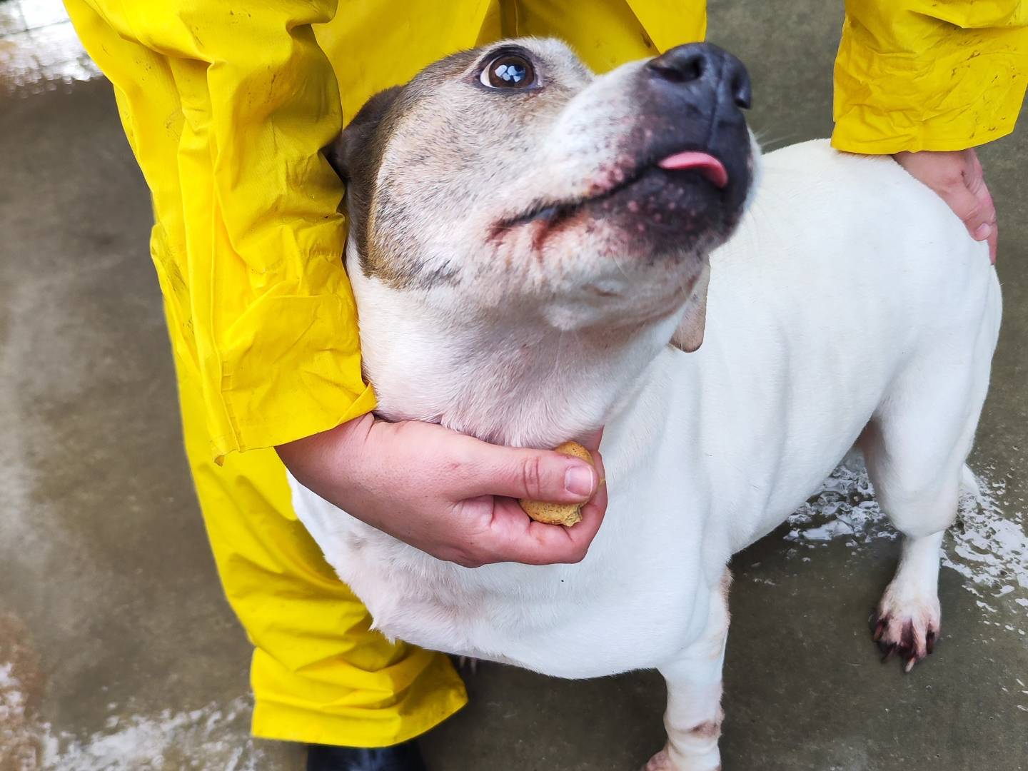 Adotta un cane, taglia media, femmina, Messina