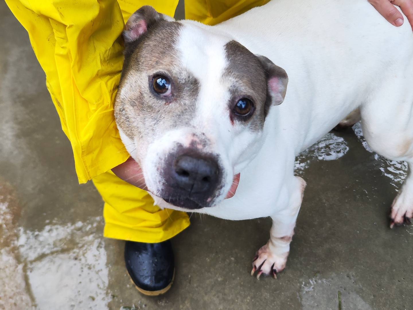 Adotta il cane Ana a Messina