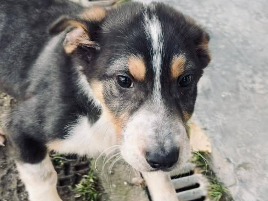 Adozione cane, maschio, Razza sconosciuta Razza sconosciuta, 3 mesi, taglia piccola, Cuneo