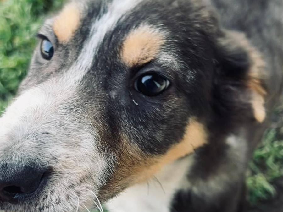 Adotta un cane, maschio, 3 mesi, Cuneo