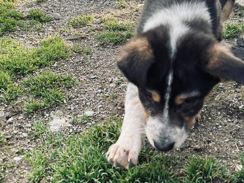 Vuoi adottare un cane a Cuneo?