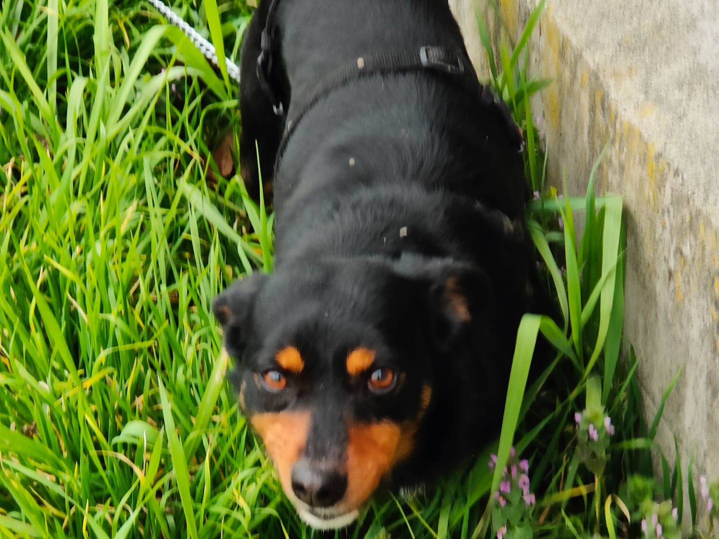 Adotta un cane, maschio, 2 anni e 1 mese, Cuneo