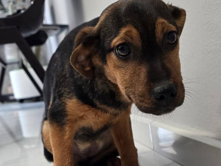 Adozione cane, femmina, Razza sconosciuta Razza sconosciuta, 4 mesi, taglia media, Avellino