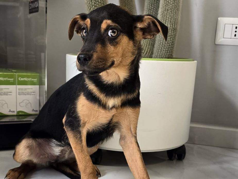 Adozione cane, femmina, Razza sconosciuta Razza sconosciuta, 3 mesi, taglia media, Avellino