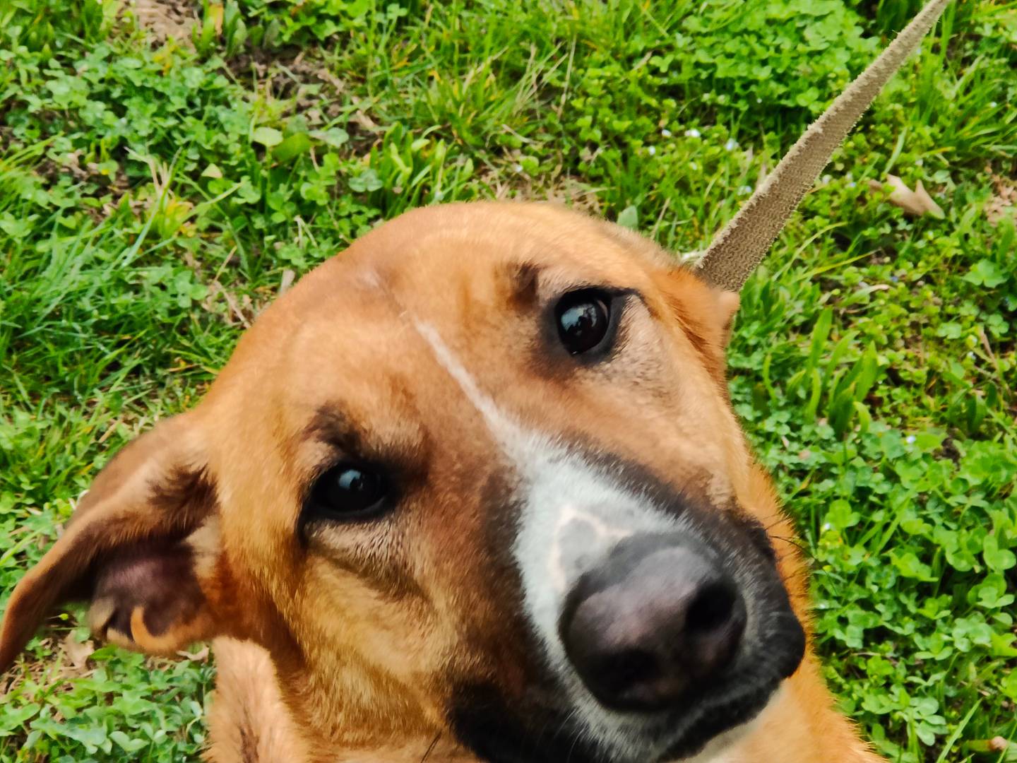 Adozione cane, femmina, Pastore Belga Laekenois Razza sconosciuta, 1 anno e 3 mesi, taglia media, Cuneo