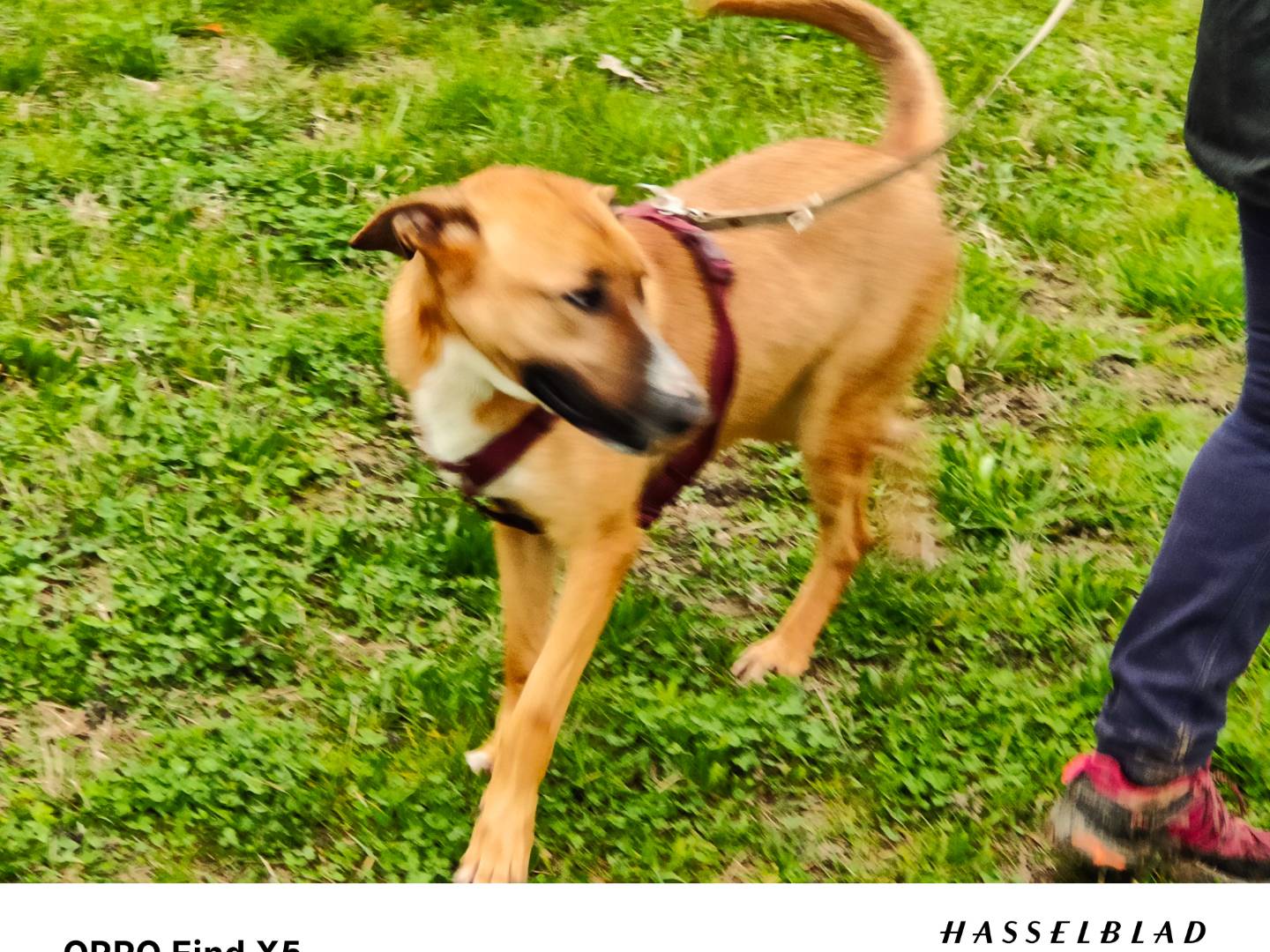 Adotta un cane, femmina, 1 anno e 3 mesi, Cuneo