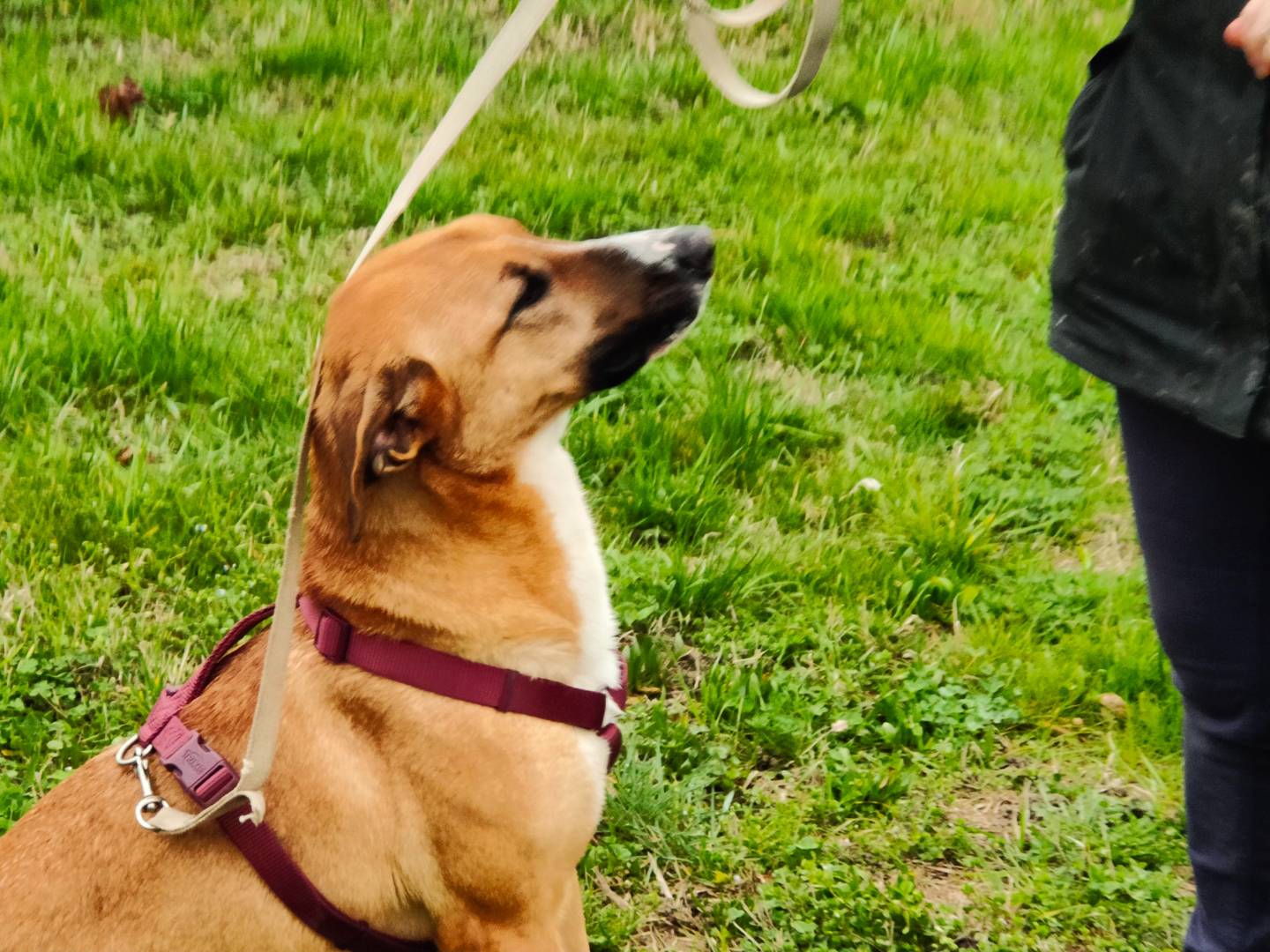 Adotta un cane, taglia media, femmina, Cuneo