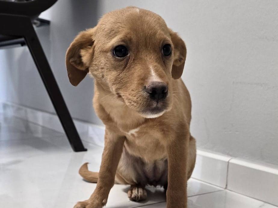 Adozione cane, femmina, Razza sconosciuta Razza sconosciuta, 3 mesi, taglia media, Treviso