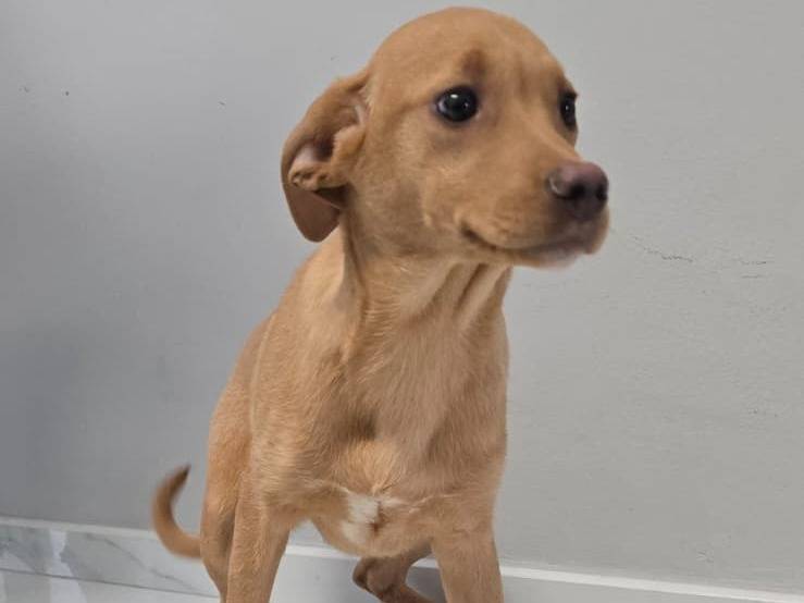 Adozione cane, femmina, Razza sconosciuta Razza sconosciuta, 3 mesi, taglia media, Avellino