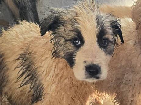 Adozione cane, maschio, Pastore maremmano Razza sconosciuta, 2 mesi, taglia grande, Avellino