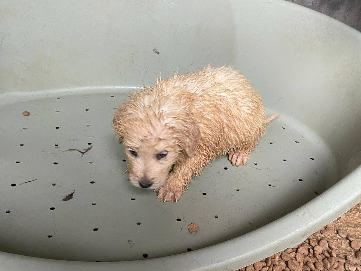 Adozione cane, femmina, Pastore maremmano Razza sconosciuta, 2 mesi, taglia grande, Avellino