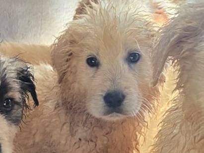 Adozione cane, femmina, Pastore maremmano Razza sconosciuta, 2 mesi, taglia grande, Avellino