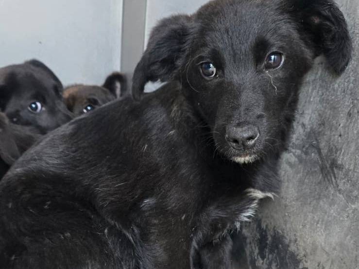 Adozione cane, maschio, Razza sconosciuta Razza sconosciuta, 3 mesi, taglia media, Avellino