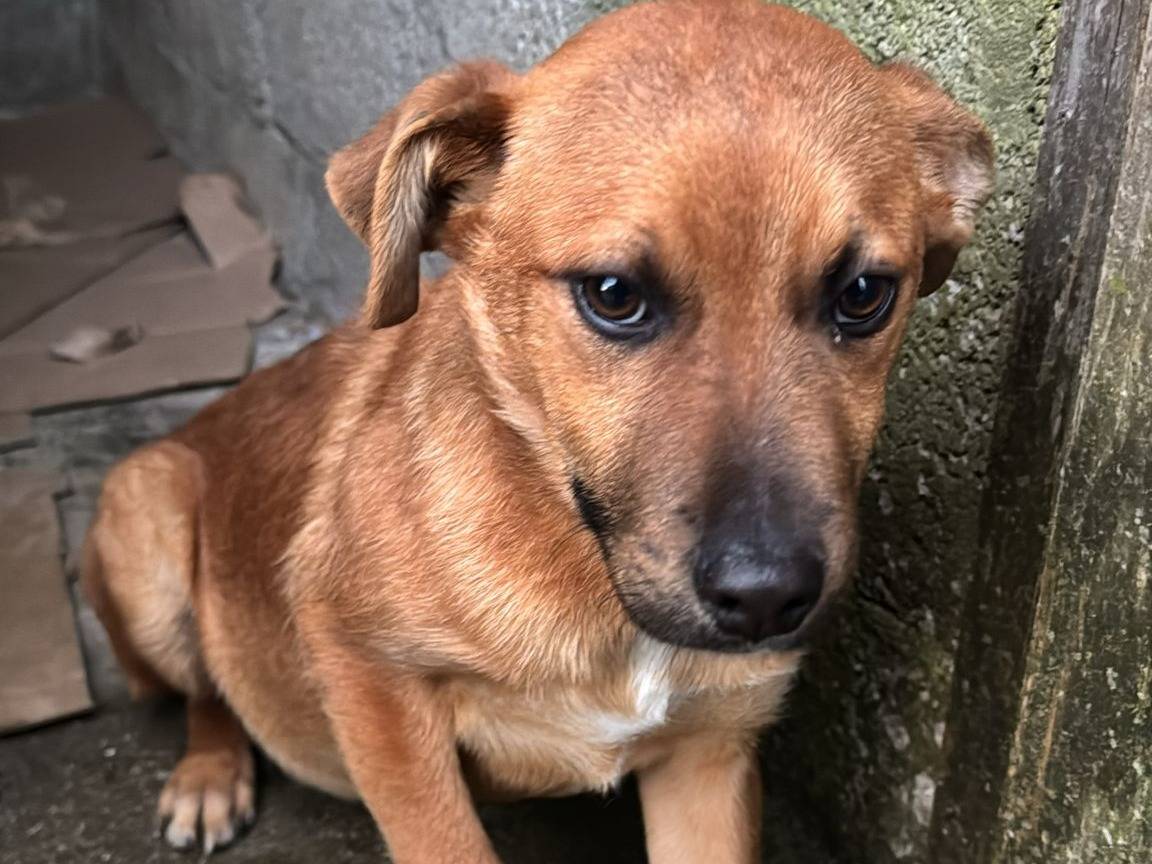 Adozione cane, maschio, Razza sconosciuta Razza sconosciuta, 3 mesi, taglia media, Avellino