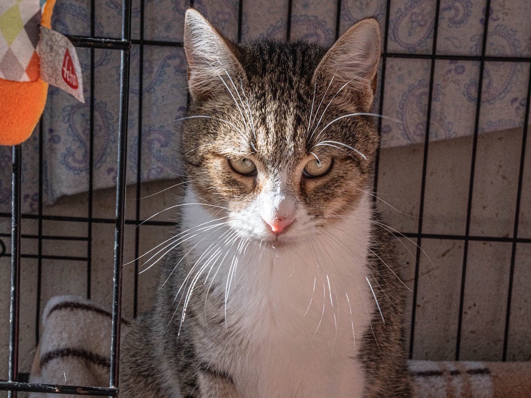 Adozione gatto, maschio, Razza sconosciuta Razza sconosciuta, 10 mesi, taglia non valida, Bari