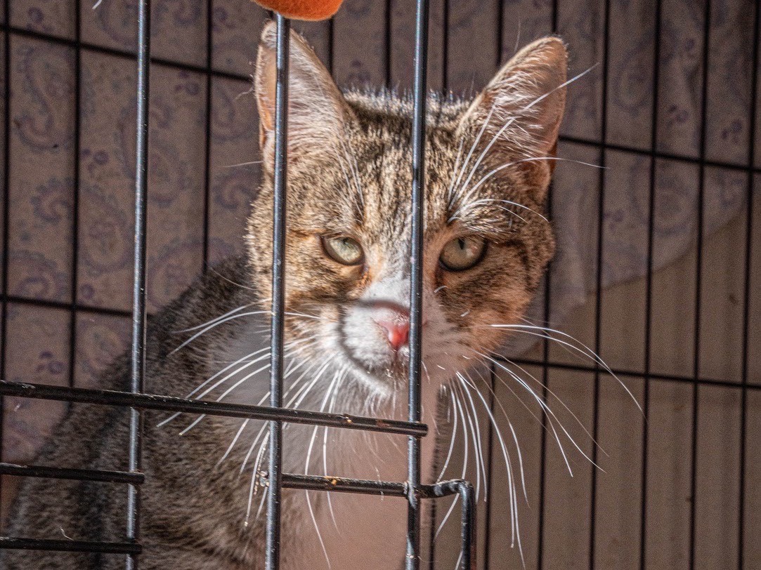 Adotta un gatto, maschio, 10 mesi, Bari