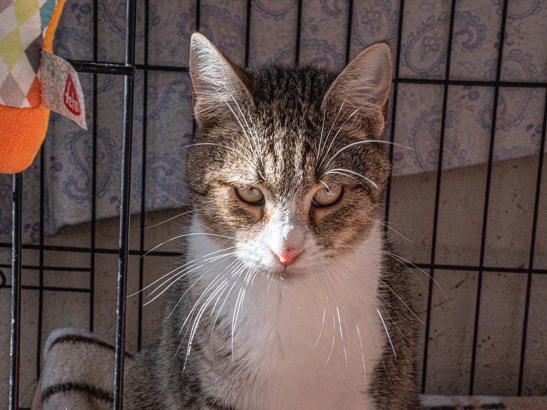 Adotta un gatto, taglia non valida, maschio, Bari