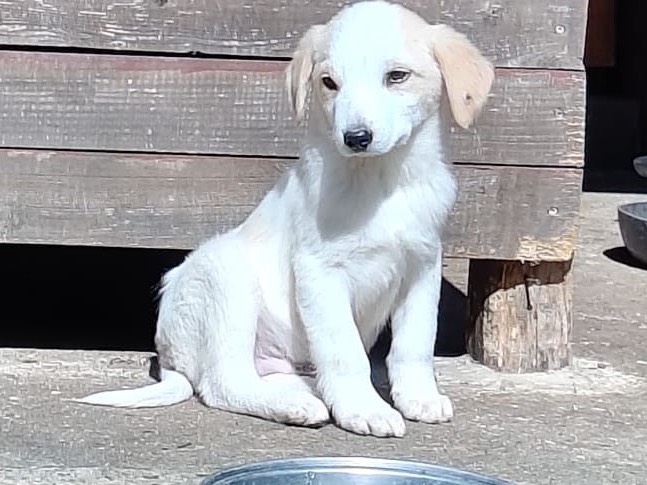 Adozione cane, maschio, Razza sconosciuta Razza sconosciuta, 4 mesi, taglia media, Vibo