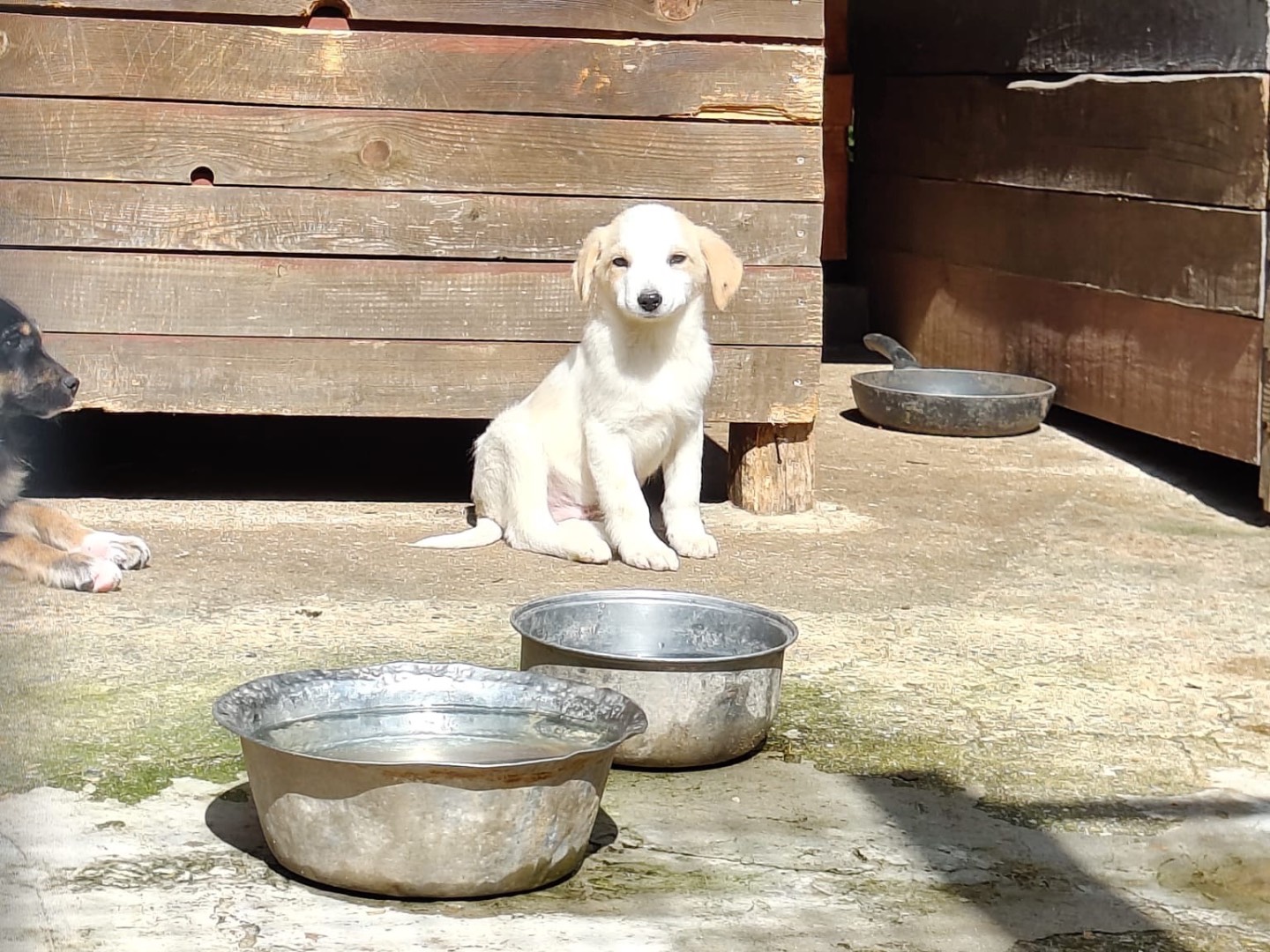 Adotta un cane, taglia media, maschio, Vibo