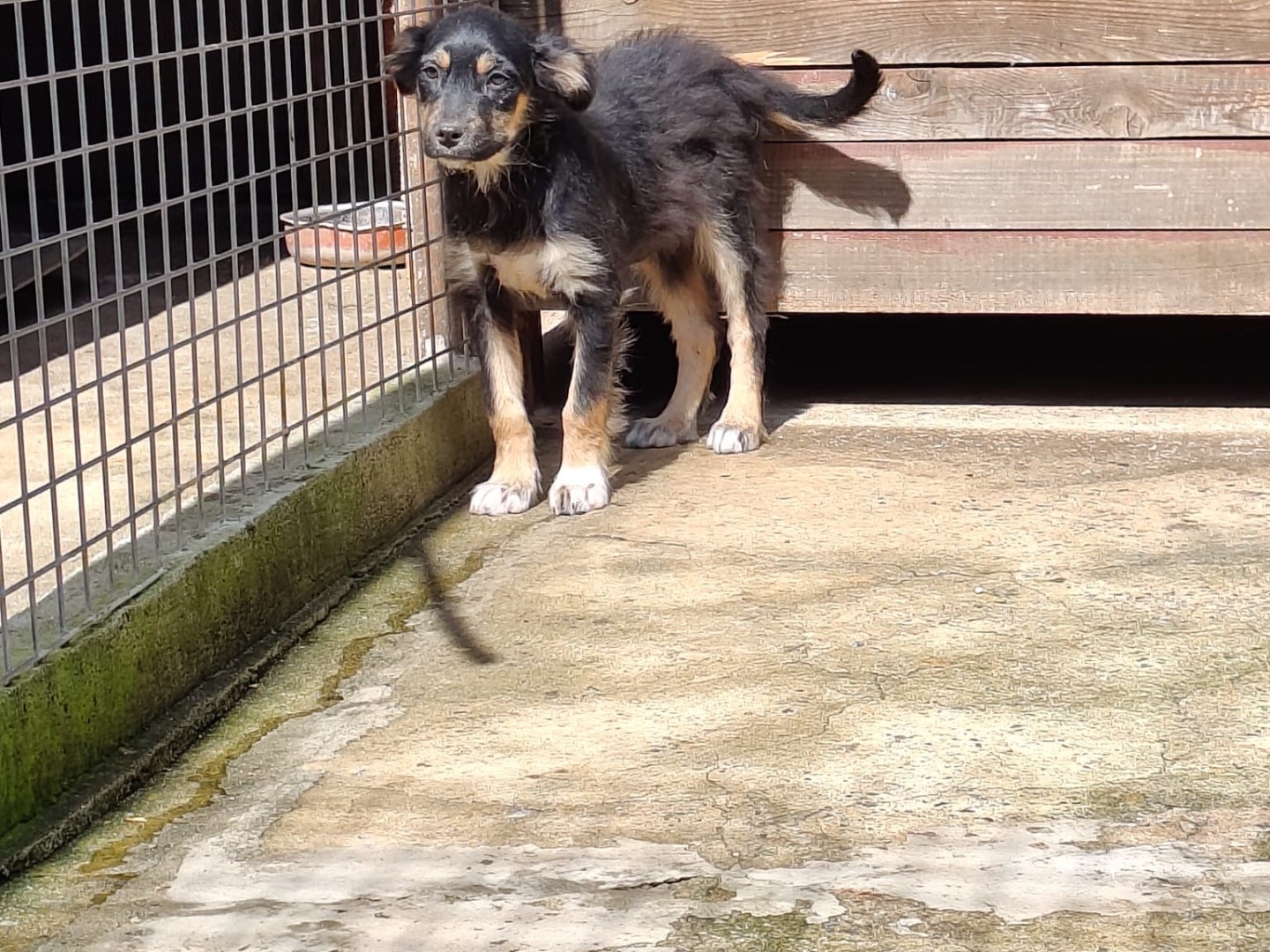 Adotta un cane, taglia media, femmina, Vibo