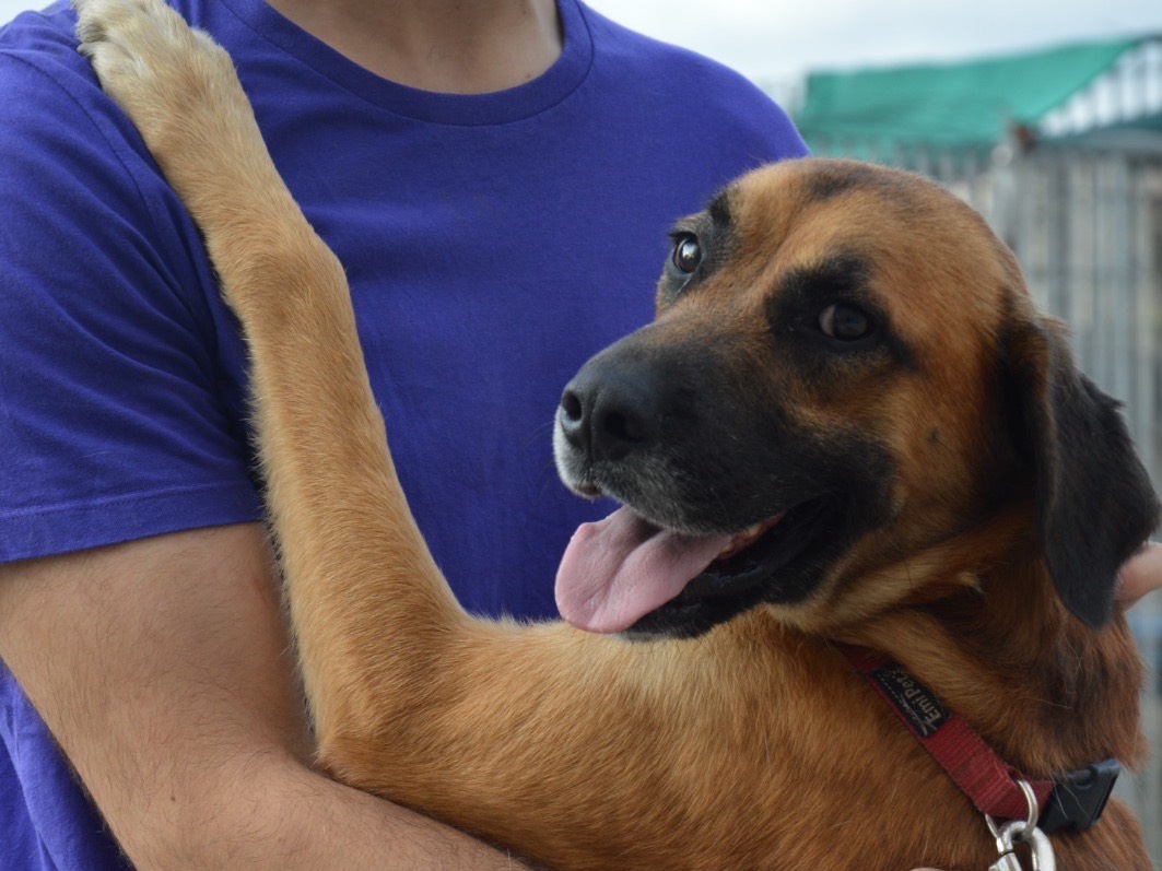 Adotta un cane, taglia media, maschio, Messina
