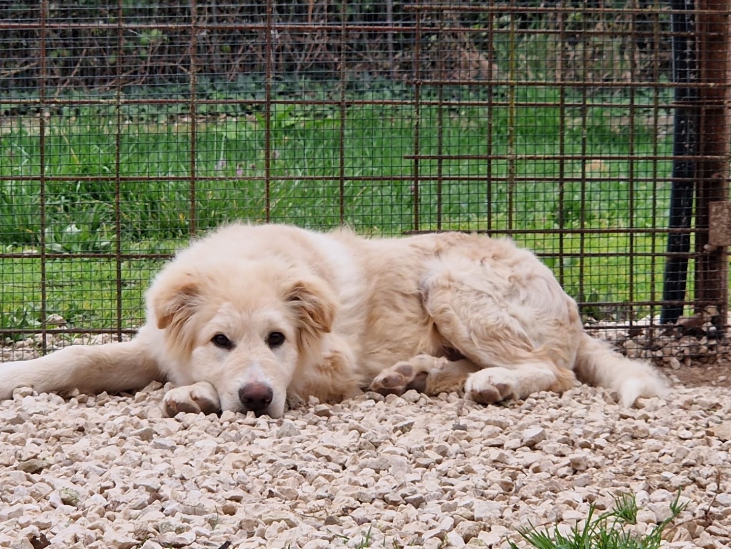 Adozione cane, maschio, Pastore maremmano Razza sconosciuta, 6 mesi, taglia grande, Frosinone